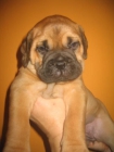 BULLMASTIFF CACHORROS ATIGRADOS Y LEONADOS - mejor precio | unprecio.es