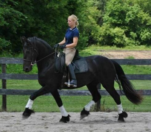 Caballos friesian