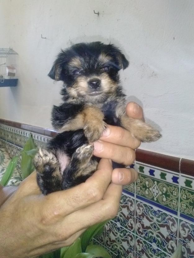 cachorros  yorkshire