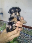 cachorros  yorkshire - mejor precio | unprecio.es