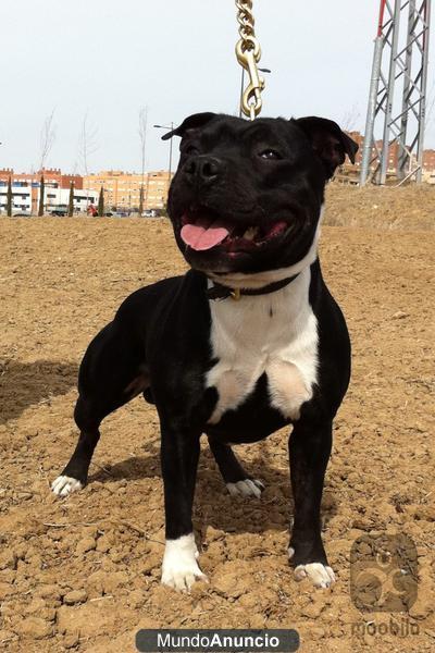 impresionante camada de staffordshire bull terrier