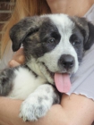 REGALO MASTIN DE 4 MESES - mejor precio | unprecio.es