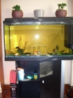 Acuario de 250 litros + peces - mejor precio | unprecio.es