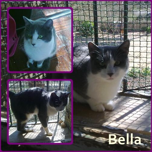 Bella. Hermosa gata rescatada de un barrio marginal de Sevilla