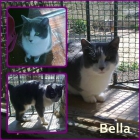 Bella. Hermosa gata rescatada de un barrio marginal de Sevilla - mejor precio | unprecio.es