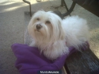 BICHON MALTES PARA MONTA - mejor precio | unprecio.es