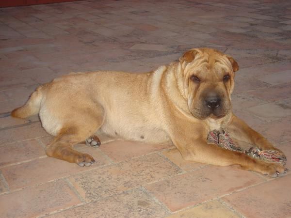 BUSCO MONTA PARA SHAR PEI