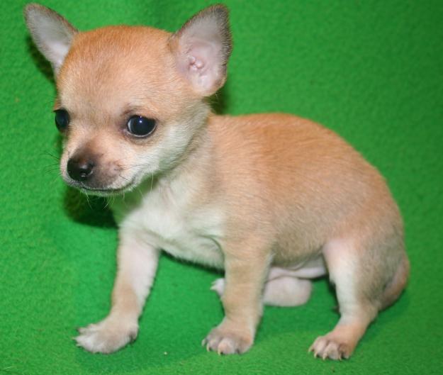 Cachorro cihuahua macho