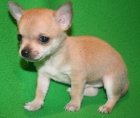 Cachorro cihuahua macho - mejor precio | unprecio.es