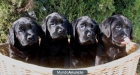 Cachorro labrador negro Sevilla 627898858 - mejor precio | unprecio.es