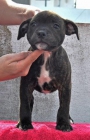 Cachorros staffordshire bull terrier imejorable linea - mejor precio | unprecio.es