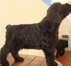 MACHO Schnauzer Gigante Negro - mejor precio | unprecio.es