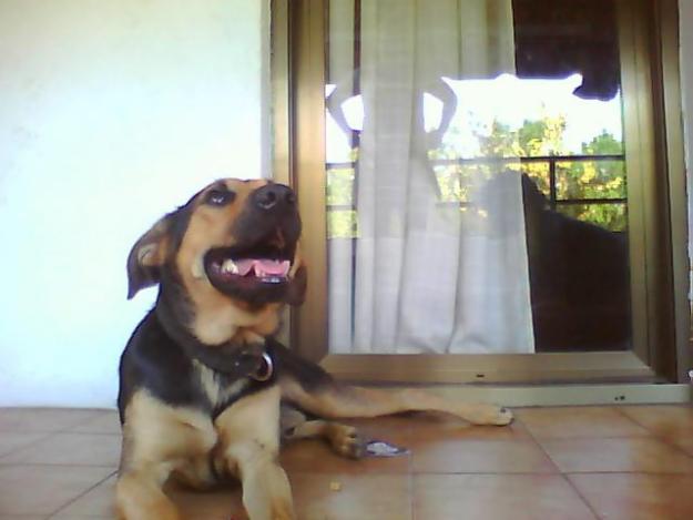 Perro en adopcion