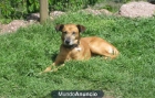 regalo perro - mejor precio | unprecio.es