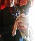 Vendo bulldog frances - mejor precio | unprecio.es