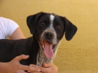 ADOPTA POR FAVOR NO COMPRES - mejor precio | unprecio.es