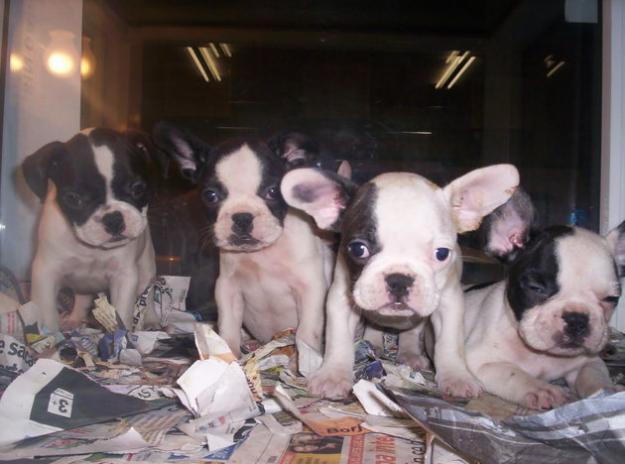 cachorros de bulldog frances, calidad excelente