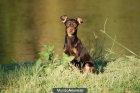 Camada de mini pinscher - mejor precio | unprecio.es