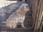 Criadero de Labrador Retriever - mejor precio | unprecio.es
