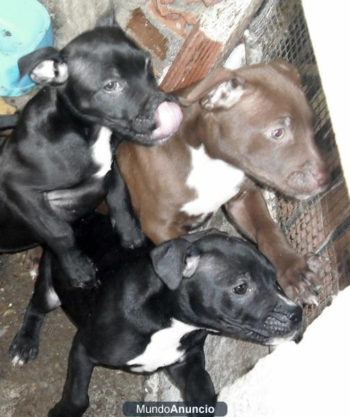 SE VENDEN CACHORROS DE PITBULL