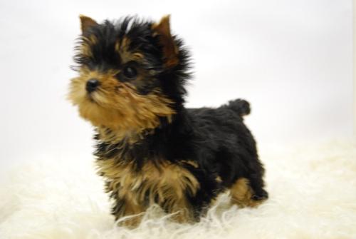 Yorkshire toy , certificados , cachorros de 1ª calidad