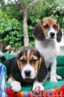 Beagle, ¡mira que encantadores! - mejor precio | unprecio.es