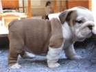 Bulldog ingles - mejor precio | unprecio.es