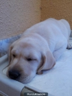 Cachorro Labrador - mejor precio | unprecio.es