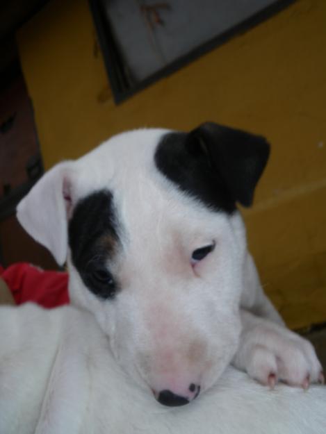 Cachorros bull terrier