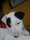 Cachorros bull terrier - mejor precio | unprecio.es