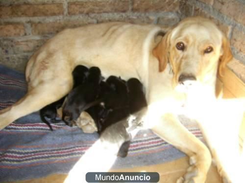 camada de labradores negros economicos tienen 50 dias enseño padres