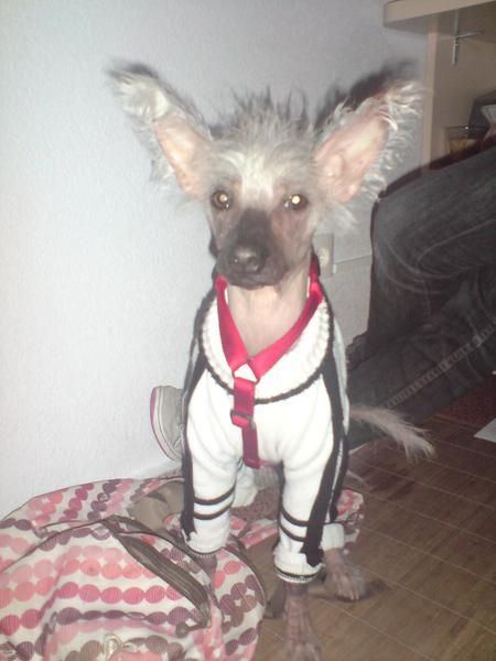 CRESTADO CHINO SIN PELO PARA MONTAS