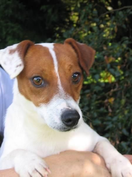 JACK RUSSELL cachorro