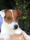 JACK RUSSELL cachorro - mejor precio | unprecio.es