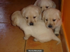 LABRADORES - mejor precio | unprecio.es