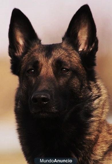 PASTORES BELGAS MALINOIS DE NAVARKAN