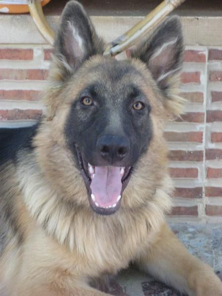 Preciosos cachorros de PASTOR ALEMAN