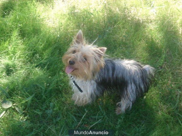 Se vende Yorkshire terrier