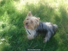 Se vende Yorkshire terrier - mejor precio | unprecio.es