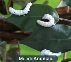 Se venden pienso para gusanos de seda y distintas razas de gusanos