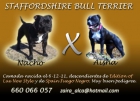 STAFFORDSHIRE BULL TERRIER - mejor precio | unprecio.es