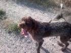 Vendo cachorros de drahthar - mejor precio | unprecio.es