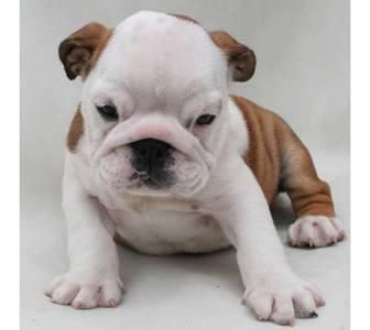 !Adorables cachorros Bulldog Inglés!