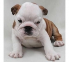 !Adorables cachorros Bulldog Inglés! - mejor precio | unprecio.es