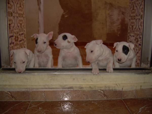 CACHORROS DE BULLTERRIER