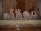 CACHORROS DE BULLTERRIER - mejor precio | unprecio.es