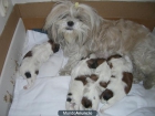 cachorros shih tzu - mejor precio | unprecio.es