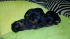 CACHORROS YORKSHIRE -  CORDOBA - mejor precio | unprecio.es