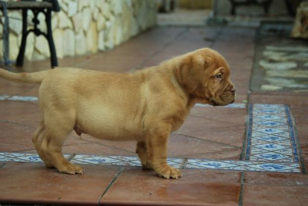 Dogo de Burdeos , cachorros nacionales , machos & hembras