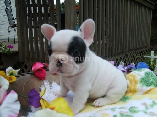 OFERTA especial bulldog frances Bulldog Francé - YUNCLER